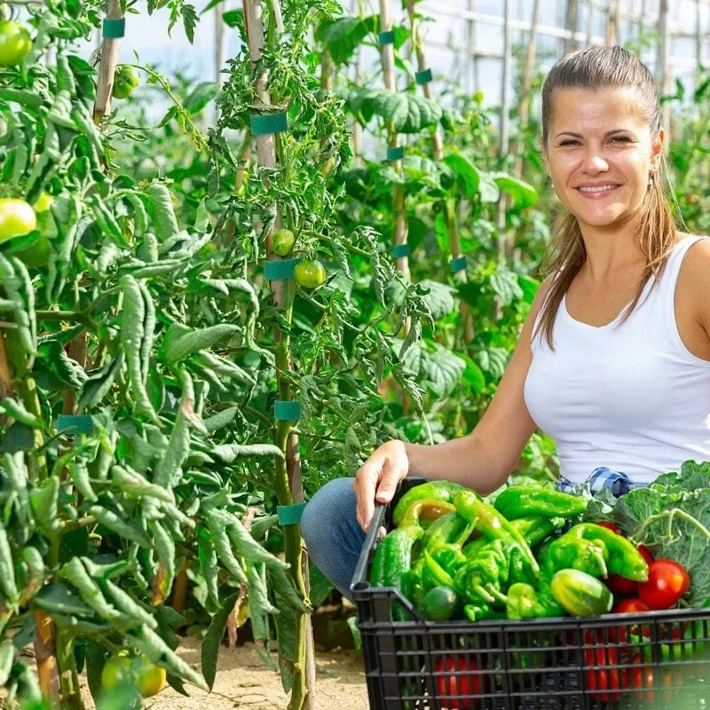 Ruban d'attache pour Plantes