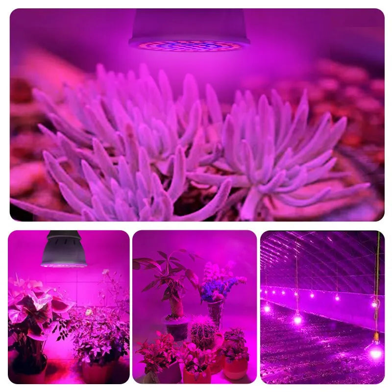 Ampoule LED 220V E27 – 60 LED Spectre Complet pour la Croissance des Plantes en Intérieur (Hydroponie, Serres, Bouturage)