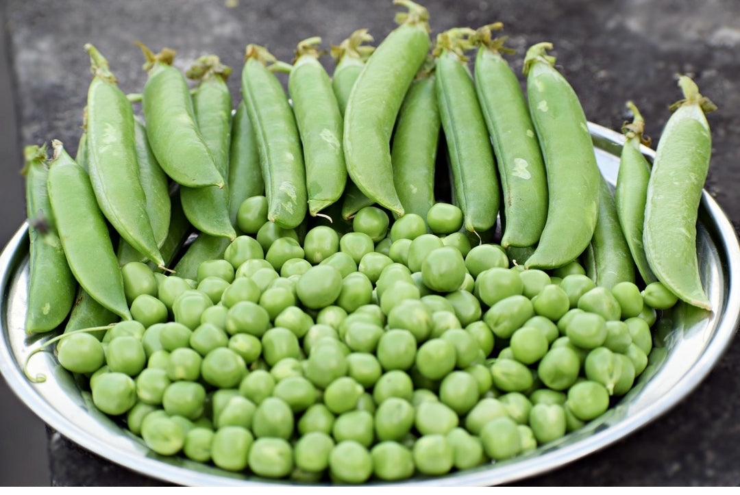 Pois Nain à Germer (prêt en 7j) - 200g