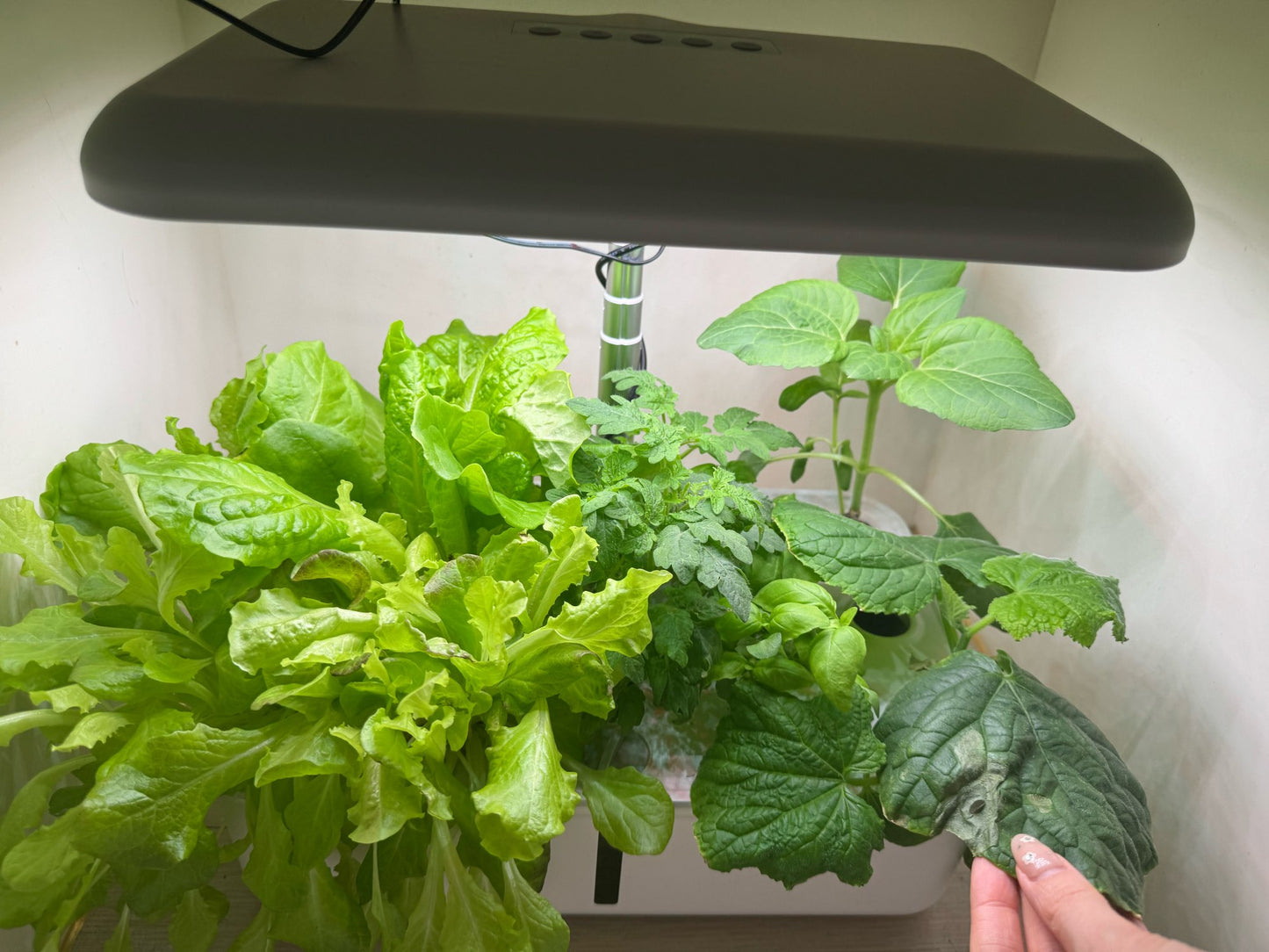 Kit hydroponie Intelligent 2025 NFT Connecté via App Mobile