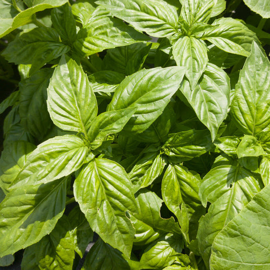 Le Basilic Parfait - 200 graines Hydroponie Aquaponie Aéroponie