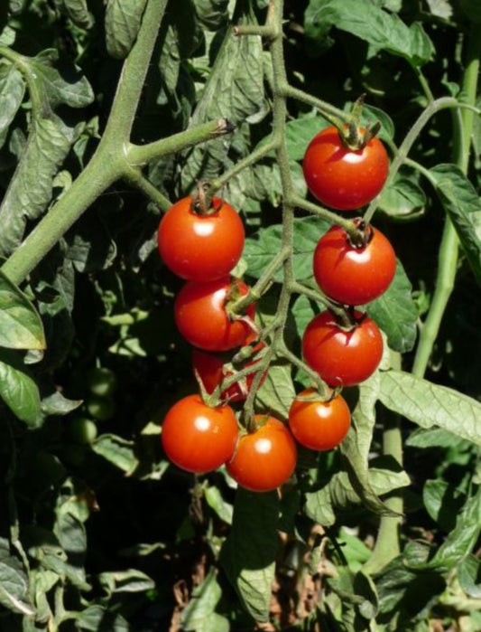 Tomates cerises sweet baby: 1g de graines.